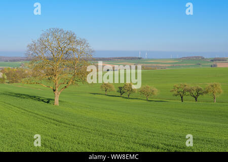 Walnut Tree in un paesaggio in primavera, Arnstein, Baviera, Germania Foto Stock