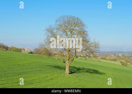 Albero di noce in primavera, Arnstein, Baviera, Germania Foto Stock