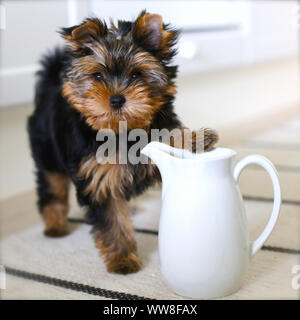 Yorkshire Terrier, yorkie cucciolo sorge a fianco del contenitore del latte Foto Stock