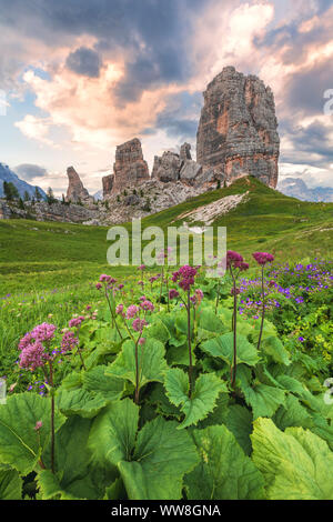 Cinque Torri con i fiori di Adenostyles alliariae in primo piano, Dolomiti, Cortina d Ampezzo, Provincia di Belluno, Veneto, Italia Foto Stock