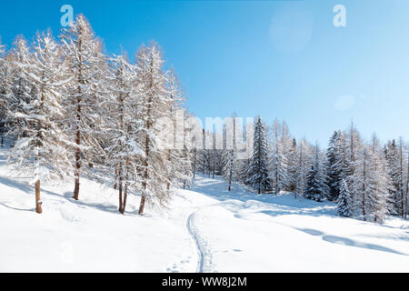 Bosco di larici dopo una nevicata con la pista di sci alpinisti Valfredda, Valle del Biois, Falcade, Belluno, Veneto, Italia Foto Stock