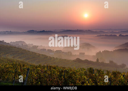 Zavrc, vigneto, zona viticola, colline, agriturismi in delle Haloze, Stajerska (Stiria), Slovenia Foto Stock