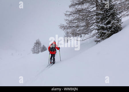 Sci alpinismo in Valle Aurina sotto una nevicata, Kasern, Predoi, Bolzano, Alto Adige, Italia Foto Stock