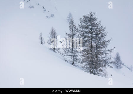 Alberi di larici in inverno sotto la nevicata, Kasern / Casere, Predoi / Predoi, Valle Aurina, Bolzano, Alto Adige, Italia Foto Stock