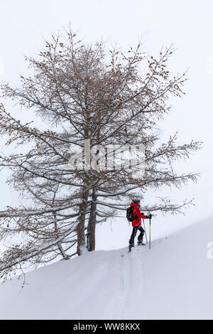 Sci alpinismo in Valle Aurina sotto una nevicata, Kasern, Predoi, Bolzano, Alto Adige, Italia Foto Stock