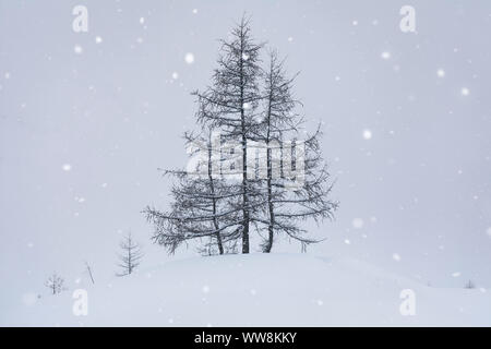 Alberi di larici in inverno sotto la nevicata, Kasern / Casere, Predoi / Predoi, Valle Aurina, Bolzano, Alto Adige, Italia Foto Stock