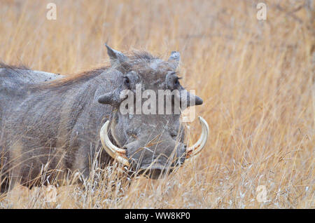 Warthog nel Parco Nazionale di Kruger Foto Stock