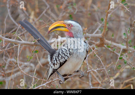 Giallo-fatturati Hornbill, nel Parco Nazionale di Kruger Foto Stock