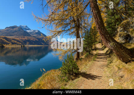 Percorso con colorati i larici in autunno, Lago Silsersee, Sils im Engadin, Engadina, Grigioni, Svizzera, Alpi europee Foto Stock