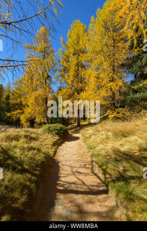 Percorso con colorati i larici in autunno, Lago Silsersee, Sils im Engadin, Engadina, Grigioni, Svizzera, Alpi europee Foto Stock