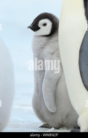 Pinguini imperatore, Aptenodytes forsteri, Pulcino, Snow Hill Island, Penisola Antartica, Antartide Foto Stock