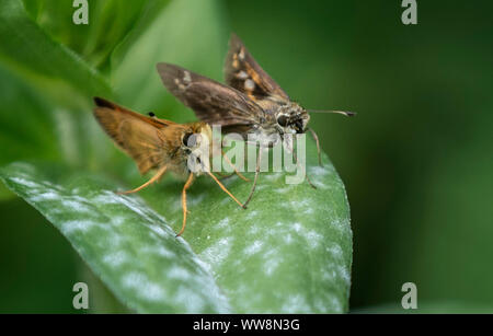 Due insieme Foto Stock