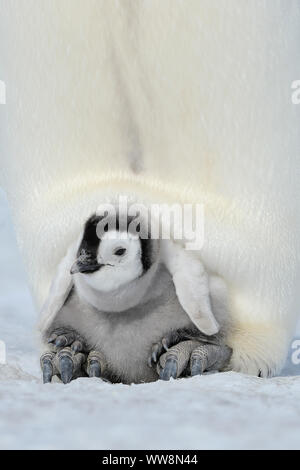 Pinguini imperatore, Aptenodytes forsteri, adulti di proteggere il suo pulcino su i suoi piedi Snow Hill Island, Penisola Antartica, Antartide Foto Stock