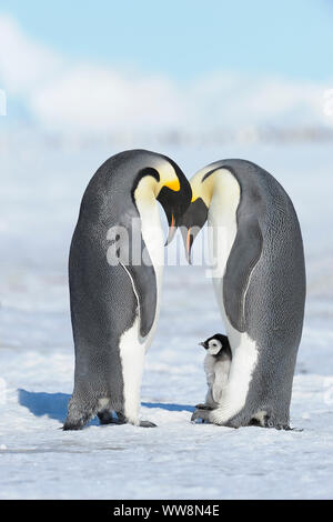 Pinguini imperatore, Aptenodytes forsteri, coppia con pulcino, Snow Hill Island, Penisola Antartica, Antartide Foto Stock