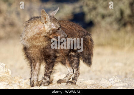 La iena marrone (Hyaena brunnea), Kgalagadi Parco transfrontaliero, Sud Africa Foto Stock