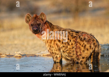 Spotted hyena (Crocuta crocuta) in un waterhole, TF Kgalagadi Park, Sud Africa Foto Stock