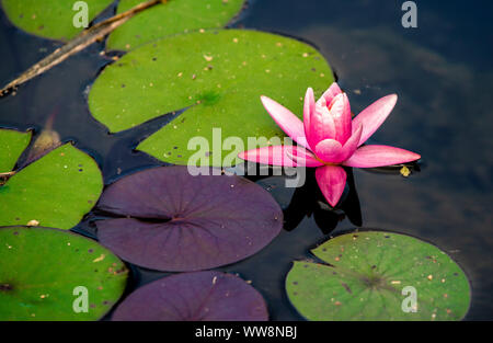 Ninfee Foto Stock