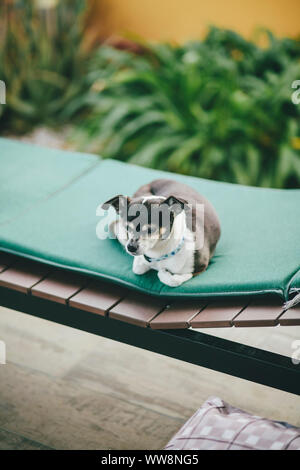 Piccolo cane dormire su di una sedia a sdraio Foto Stock