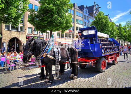 Il mercato vecchio con il cavallo e la spesa della birreria Sion e street cafe nella Città Vecchia di Colonia, nella Renania settentrionale-Vestfalia, Germania Ovest, Germania Foto Stock