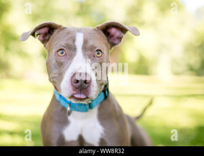 Un marrone e bianco Pit Bull Terrier di razza cane indossa un collare blu e il suo incollaggio con la lingua fuori Foto Stock