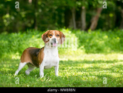 Un avviso tricolore cane Beagle in piedi all'aperto Foto Stock