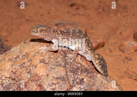 Australian Fat-tailed gecko poggiante sulla roccia Foto Stock