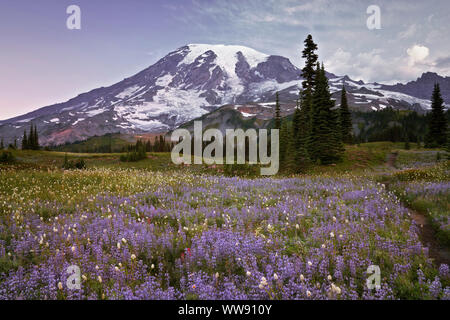 Il soft cotonosi bloom di bistort dà un aspetto innevate tra la nebbia nel paradiso Prato di Washington Mt Rainier National Park. Foto Stock