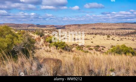Una vista panoramica di un tipico paesaggio nella grande regione Karoo in Sud Africa, con il suo piatto sormontato colline noto come Karoo Koppies. Nei pressi di Philippolis. Foto Stock