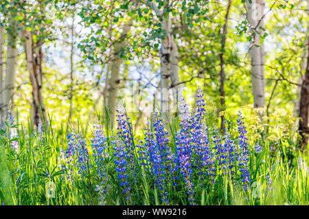 Gruppo di viola Fiori di lupino in piccola foresta in Snowmass Village in Aspen Colorado e molti fiori selvatici colorati in Aspen Grove Foto Stock