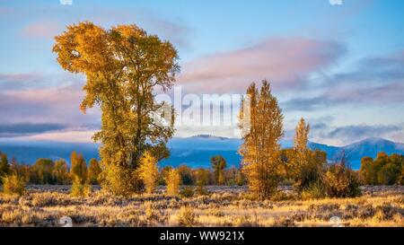 Una bella la natura in autunno in scena a Grand Teton National Park, con alti pioppi neri americani alberi con foglie di colore giallo e un cielo color pastello. Foto Stock