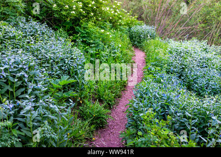 Tall rintocchi bluebell fiori su Snowmass escursione Lago Trail lungo il percorso in Colorado in National Forest park in estate 2019 Foto Stock