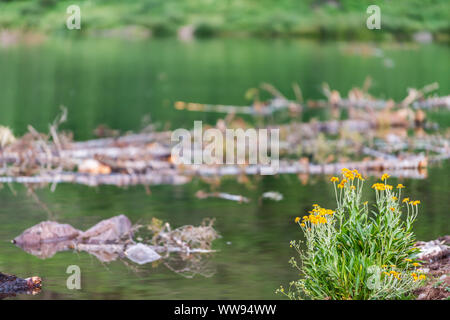 Gruppo di fiori gialli fiori selvatici in Maroon Bells lago durante l alba in Aspen Colorado con sfondo bokeh di fondo di acqua Foto Stock