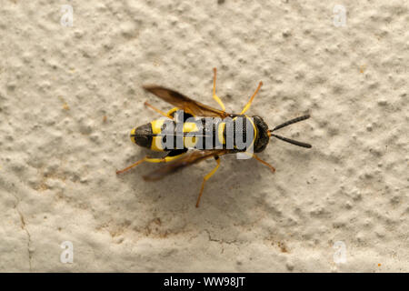 Wasp parassita Leucospis dorsigera con il ovipositor, sulla pietra bianca Foto Stock