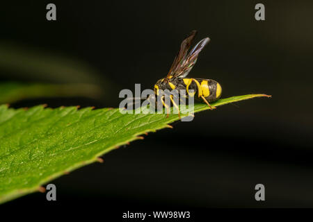 Wasp parassita Leucospis dorsigera con il ovipositor, su una foglia verde Foto Stock