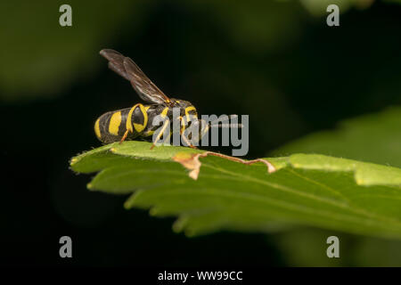 Wasp parassita Leucospis dorsigera con il ovipositor, su una foglia verde Foto Stock