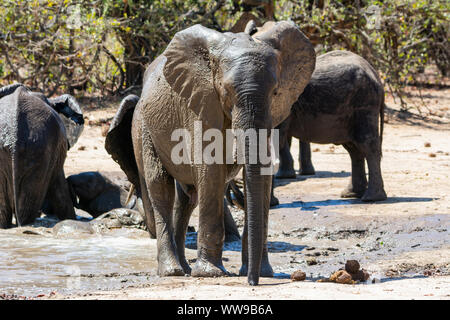 Gli elefanti africani in corrispondenza di un foro waterig nel sud della savana africana Foto Stock