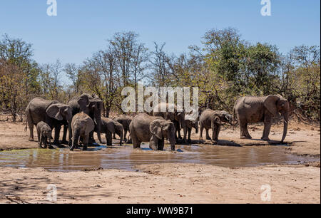 Gli elefanti africani in corrispondenza di un foro waterig nel sud della savana africana Foto Stock