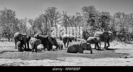 Gli elefanti africani in corrispondenza di un foro waterig nel sud della savana africana Foto Stock