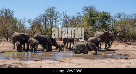 Gli elefanti africani in corrispondenza di un foro waterig nel sud della savana africana Foto Stock