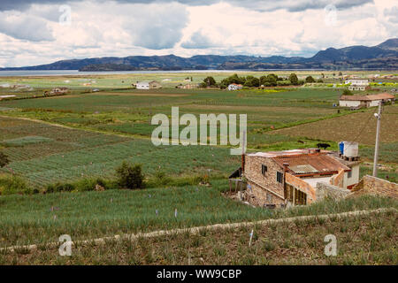 Colture di cipolla crescere intorno allo specchio-riflettente come acque della Laguna de Tota, Boyaca entroterra di Colombia Foto Stock