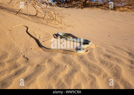 Sahara Racer - Platyceps rhodorachis Foto Stock