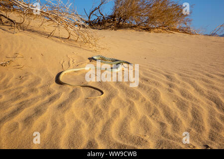 Sahara Racer - Platyceps rhodorachis Foto Stock