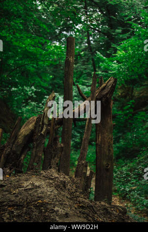 Registri delle morti alberi secchi impilati in una pila. piante di foresta in estate. wildlife paesaggio. Foto Stock