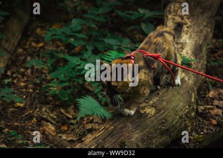 Tricolore cat passeggiate nei boschi nel pomeriggio in estate con un guinzaglio rosso. pet nel selvaggio. Foto Stock