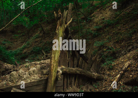 Registri delle morti alberi secchi impilati in una pila. piante di foresta in estate. wildlife paesaggio. Foto Stock