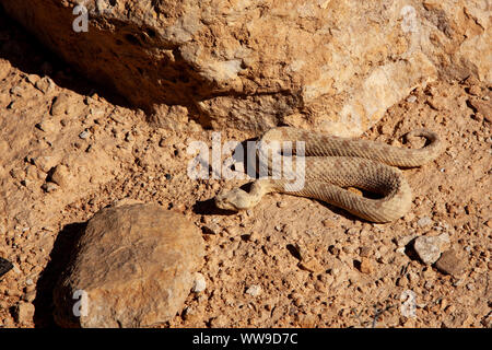 Del campo di vipera cornuta (Pseudocerastes fieldi ) Foto Stock