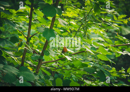 Un piccolo uccello si siede su un ramo in densi canneti. piante di foresta in estate. wildlife paesaggio. Foto Stock