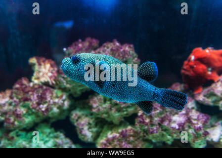 White-spotted puffer (Arothron hispidus). Pesci marini. Foto Stock