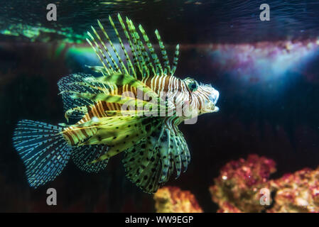 Vicino a un leone rosso - Coral Reef pesci di acquario di grandi dimensioni Foto Stock