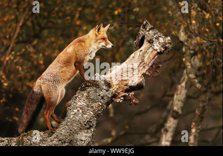 In prossimità di una volpe rossa (vulpes vulpes vulpes) in una struttura ad albero. Foto Stock